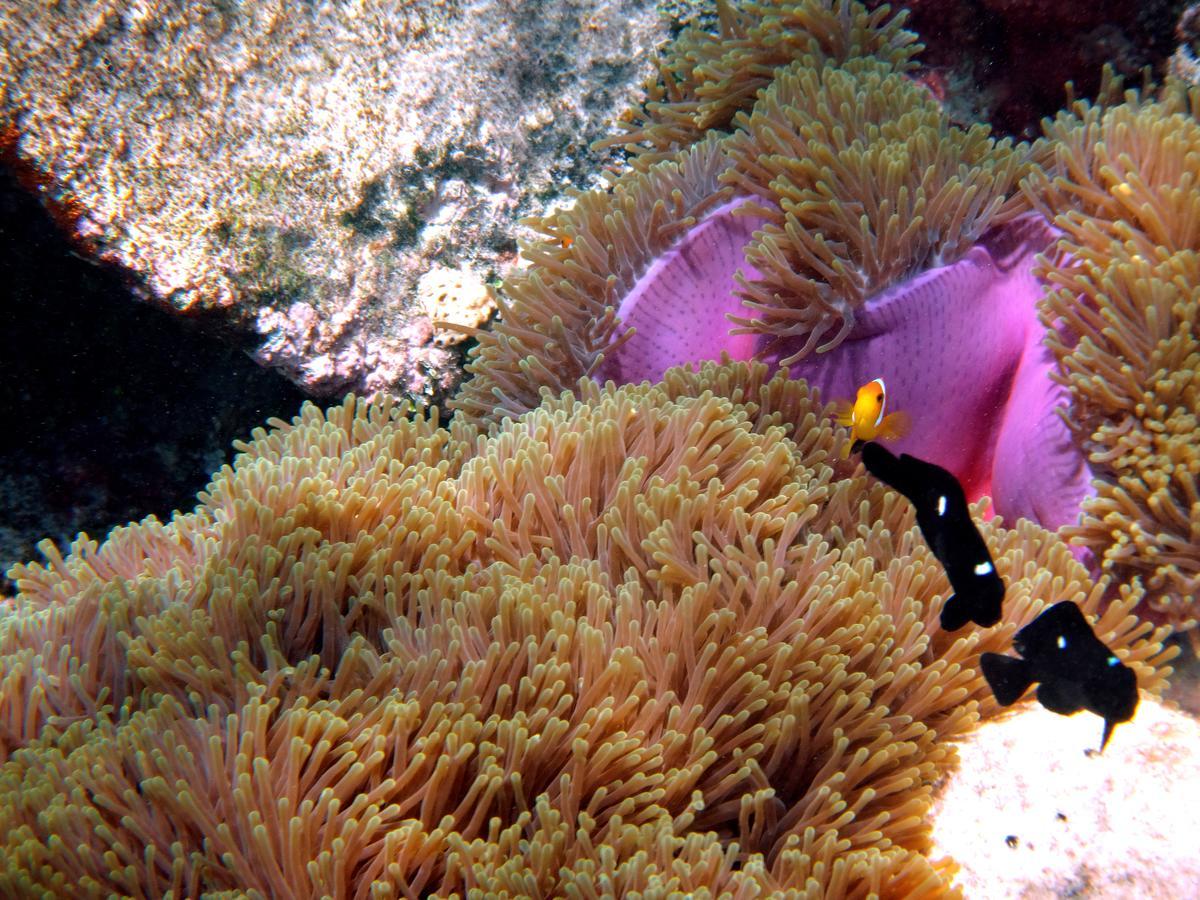 Amari Havodda Maldives Hotell Gaafu Dhaalu Atoll Exteriör bild